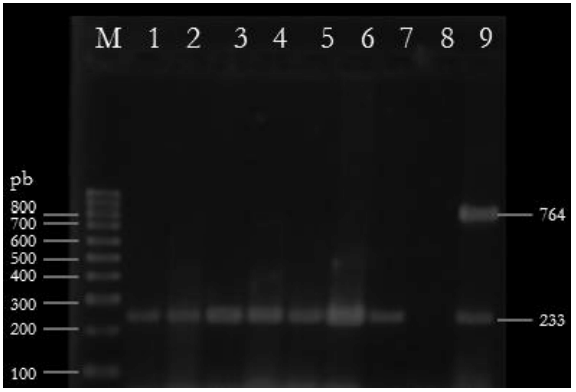 Figura 1. Gel de agarosa al 2.5% con los productos de PCR. Carril M: 100 mpb (BIOLINE, USA); carriles 1-9: Cfv positivos; carril 8: control negativo; carril 9: control positivo Cff 764 pb y Cfv 233 pb.