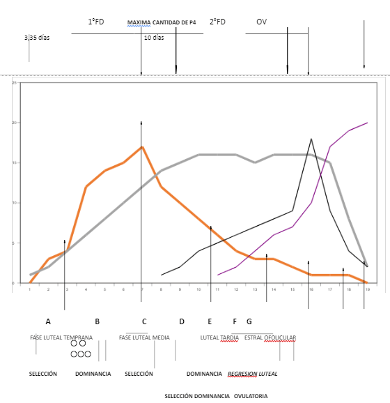 FIGURA N° 5 PATRON DE DESARROLLO DEL FOLICULO DOMINANTE DURANTE EL CICLO ESTRAL