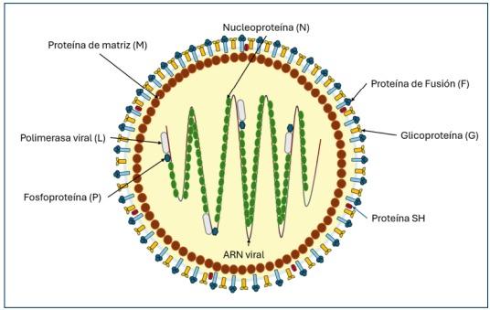 Metapneumovirus aviar (aMPV) - Image 2