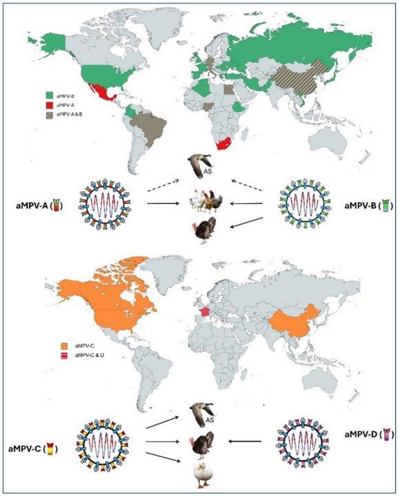 Metapneumovirus aviar (aMPV) - Image 1