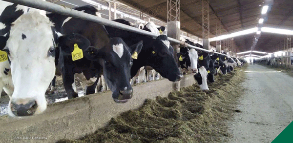 GASES TÓXICOS EN SILOS DE MAÍZDE PLANTA ENTERA: efecto sobre la saludy producción en vacas lecheras