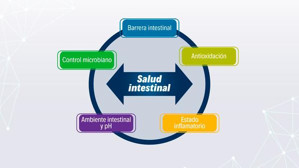 Aceite esencial de Lippia origanoides, la protección integral contra los riesgos en la producción - Image 1