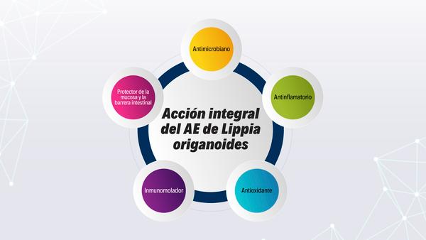 Aceite esencial de Lippia origanoides, la protección integral contra los riesgos en la producción - Image 2