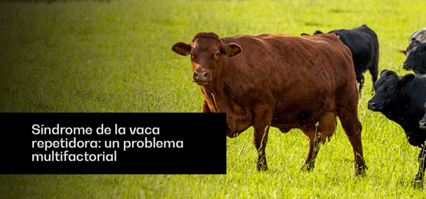 Síndrome de la vaca repetidora: Un problema multifactorial - Image 1