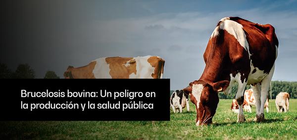 Brucelosis bovina: Un peligro en la producción y la salud pública - Image 1