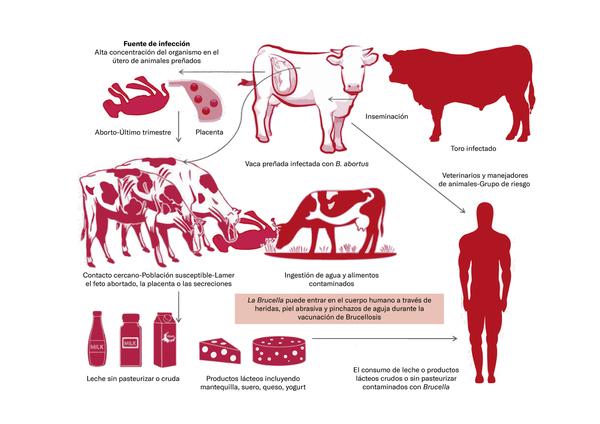 Brucelosis bovina: Un peligro en la producción y la salud pública - Image 2