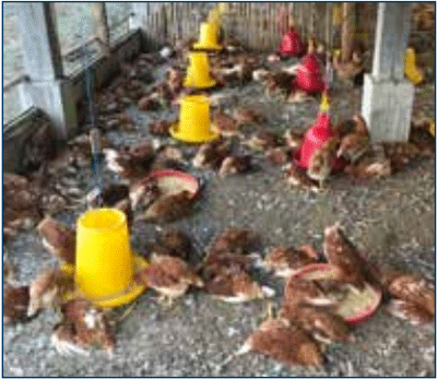 Figura 1. Estado de deficiencia en un gran número de aves en entapa tardía. 