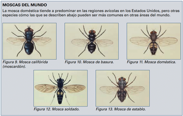 MOSCAS DEL MUNDO