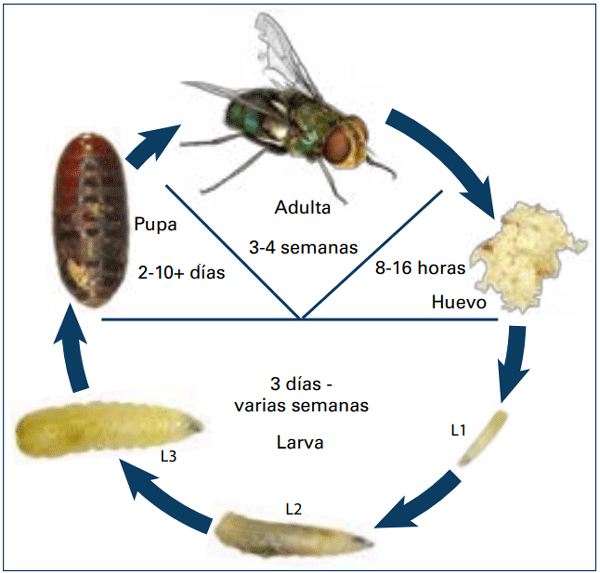 Figura 3. Ciclo de vida de la mosca.