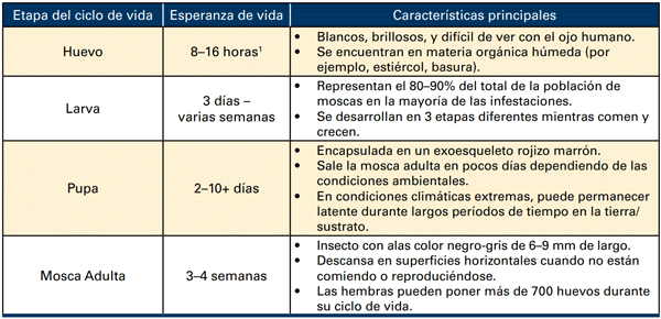 Figura 4. Etapas del ciclo de vida de la mosca.