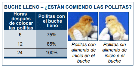 Las temperaturas de crianza muy altas o muy bajas van a disminuir el porcentaje de aves con el buche lleno.