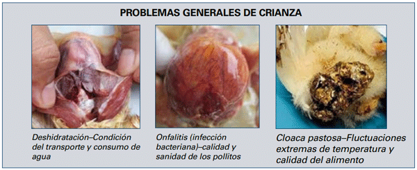 PROBLEMAS GENERALES DE CRIANZA