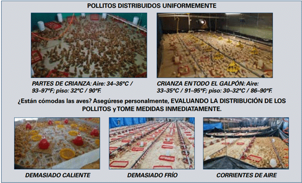 POLLITOS DISTRIBUIDOS UNIFORMEMENTE