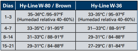 La temperatura de la cloaca de los pollitos en una zona cómoda debe ser entre 39.4–40.5°C (103–105°F).