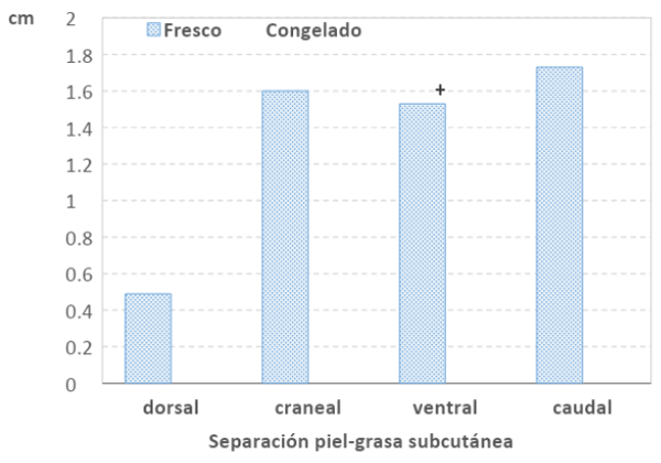 Figura 6. Tensión de la piel determinada como separación entre la piel y la grasa subcutánea (+: P< 0,10).