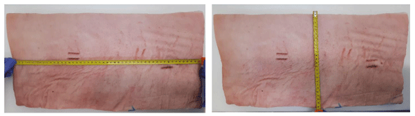 Figura 1. Medida de la longitud (izquierda) y anchura (derecha) de la panceta.