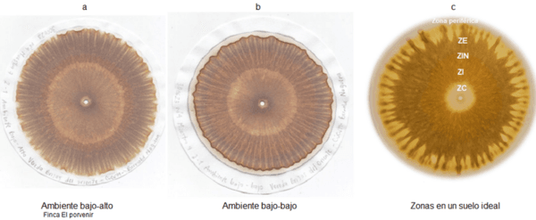 Las cromatografias herramienta de diagnostico de la calidad del suelo - Image 13