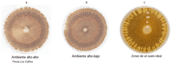 Las cromatografias herramienta de diagnostico de la calidad del suelo - Image 4