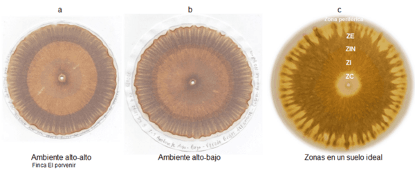 Las cromatografias herramienta de diagnostico de la calidad del suelo - Image 11