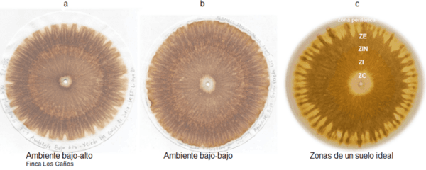 Las cromatografias herramienta de diagnostico de la calidad del suelo - Image 6