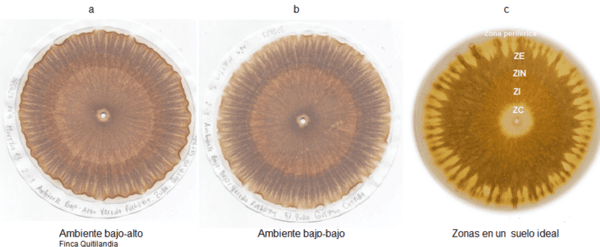 Las cromatografias herramienta de diagnostico de la calidad del suelo - Image 20