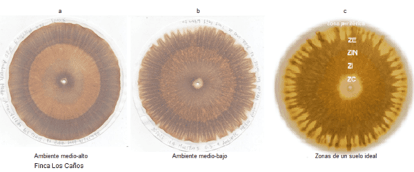 Las cromatografias herramienta de diagnostico de la calidad del suelo - Image 5