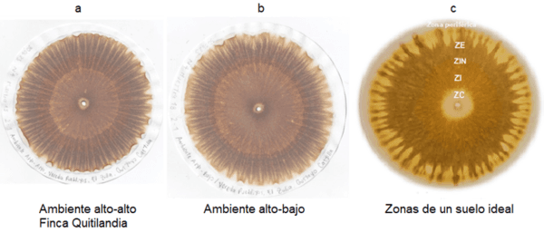 Las cromatografias herramienta de diagnostico de la calidad del suelo - Image 18