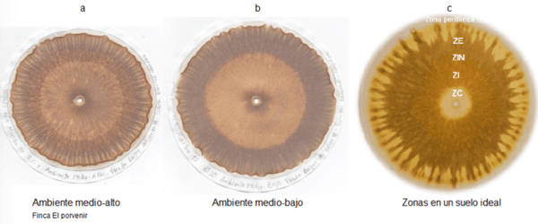 Las cromatografias herramienta de diagnostico de la calidad del suelo - Image 12