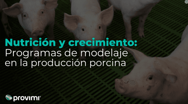 Producción porcina ¿Qué son los programas de modelaje? - Image 1