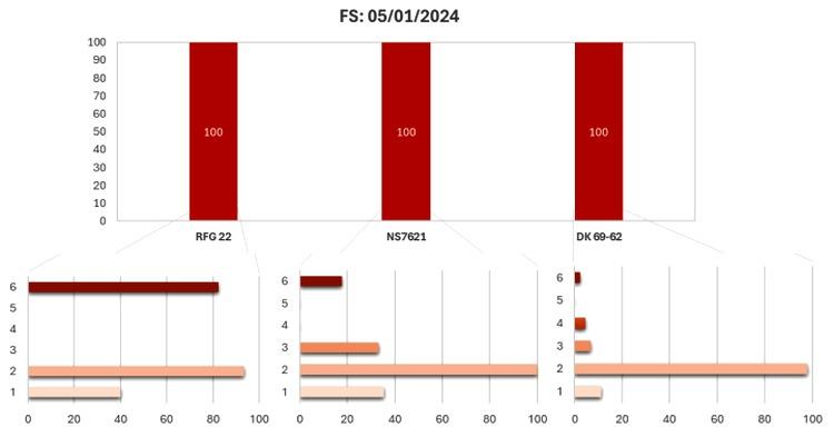 Infección de achaparramiento en maíz y su impacto en el rendimiento en siembras tardías de la región núcleo maicera - Image 1