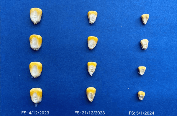 Infección de achaparramiento en maíz y su impacto en el rendimiento en siembras tardías de la región núcleo maicera - Image 7