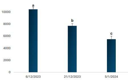 Infección de achaparramiento en maíz y su impacto en el rendimiento en siembras tardías de la región núcleo maicera - Image 2