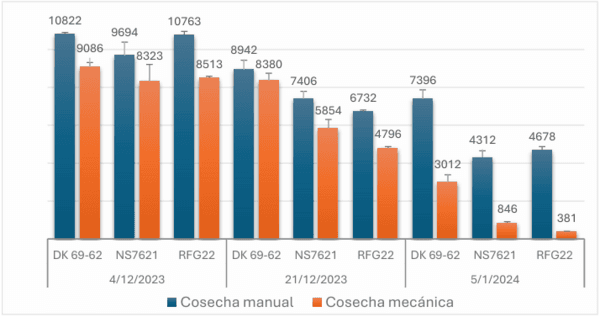 Infección de achaparramiento en maíz y su impacto en el rendimiento en siembras tardías de la región núcleo maicera - Image 10