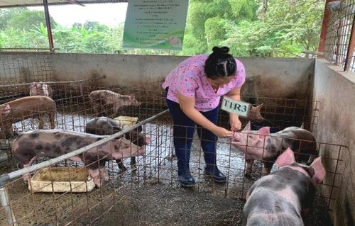 Evaluación de tres niveles de fitasa en dietas de cerdo en la etapa de crecimiento - Image 1