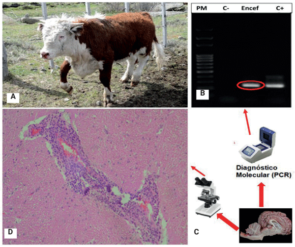 Figura 1: A) Novillo con marcha en círculo y ojos opacos. B) Muestra de cerebro. Análisis de laboratorio: C) moleculares - PCR y D) histopatológicos - HyE. Los resultados permitieron confirmar la infección del animal por el virus OvHV-2, el cual produce la enfermedad de Fiebre Catarral Maligna.