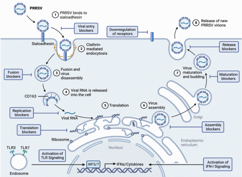 Actividad Antiviral de la Tylvalosina Tartrato Sobre el Virus de PRRSV Por la Vía de la Activación Nrf2-HMOX1 - Image 1