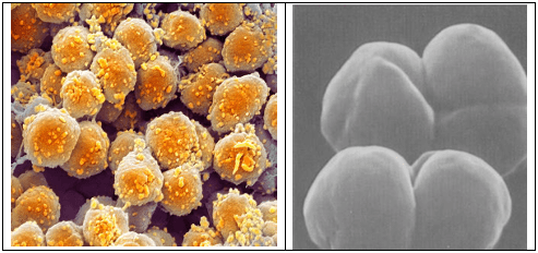 Tecnologías para producir biogás con un biorreactor porcino, PARTE II de 3. - Image 21