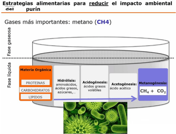 Tecnologías para producir biogás con un biorreactor porcino, PARTE III de 3. - Image 7