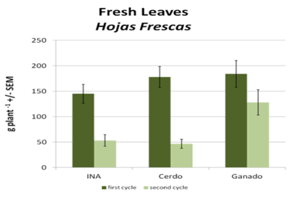 FIGURA 17. Peso de las lechugas producidas. Abonadas con abono orgánico líquido producido por el Instituto Nacional Agropecuario – INA de Costa Rica o por el efluente de biodigestores alimentados con excretas de cerdo o de ganado vacuno. 