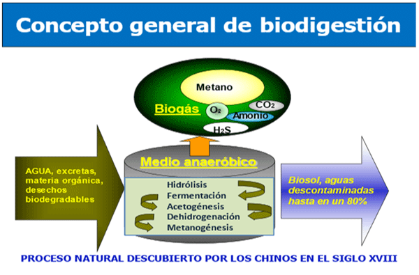 Como es el proceso de la biodigestión (FIGURA 8).