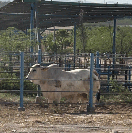 FOTO 1: Cuando estás preparado para prevenir problemas con la coordinación de un excelente equipo de trabajo; se logrará en producto de excelente calidad (Foto cortesía de Los Migueles, Culiacán, Sin. Mx)