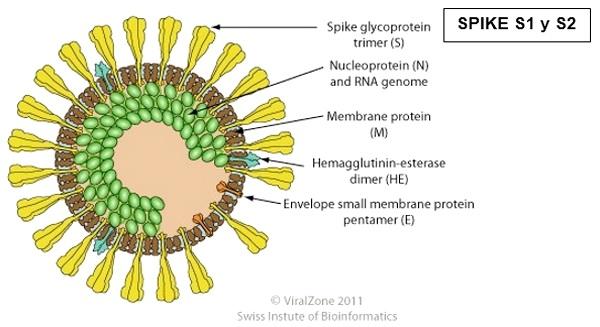 Bronquitis aviar: ¿Es seguro, eficaz y responsable introducir cepas variantes como vacunas en un país? - Image 1