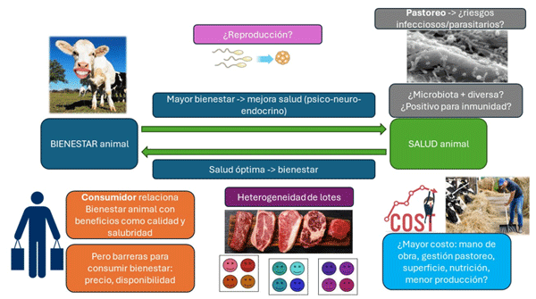 Figura 1. Externalidades y trade-offs entre los conceptos de Bienestar y Salud animal