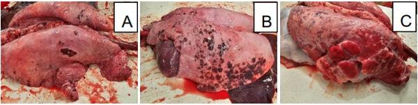 Aislamiento, cultivo e identificación de bacterias en lesiones pulmonares macroscópicas de cerdos de rastro - Image 1