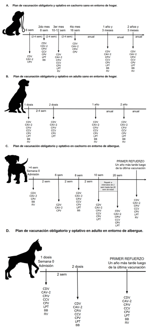 Figura 3. Plan de vacunación recomendado en caninos domésticos según rango etáreo y situación de crianza. BB: Bordetella bronchiseptica; CAV: Adenovirus canino; CAV-1,2: Adenovirus canino tipo 1 y 2; CAV-2: Adenovirus canino tipo 2; CCV: Coronavirus canino; CDV: Virus del distemper canino; CPV: Virus de parvovirus canino; CPiV: Virus de parainfluenza; LPT: Leptospira spp; RV: Virus de la Rabia.