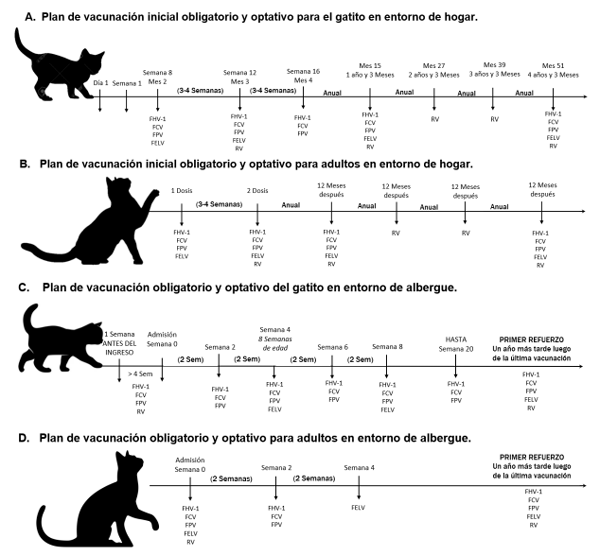 Figura 1. Plan de vacunación recomendado en felinos domésticos según rango etáreo y situación de crianza. FCV: Calicivirus felino; FELV: Leucemia Viral Felina; FHV-1: Herpesvirus felino tipo 1; FPV: Virus de la panleucopenia felina; RV: Virus de la Rabia.