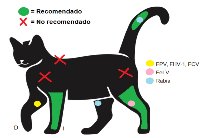 Figura 2. Ubicaciones ana tómicas especiales recomendadas para la vacunación en felinos. En verde se encuentran señaladas las ubicaciones recomendadas para la vacunación. Por el contrario, en rojo se señalan las ubicaciones no indicadas. Es recomendable la administración de antígenos vacunales para: FPV, FHV1, FCV en miembro anterior derecho (debajo del codo), FeLV en el miembro posterior izquierdo (debajo de la rodilla) y Rabia en el miembro posterior derecho (debajo de la rodilla o parte distal de la cola). D: Derecho; FCV: Calicivirus felino; FeLV: Virus de la leucemia felina; FHV-1: Herpesvirus felino tipo 1; I: Izquierdo; FPV: Virus de la panleucopenia felina.