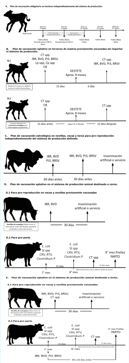 Figura 5. Planes de vacunación recomendados en bovinos según rango etáreo y estado productivo. BRSV: Virus respiratorio sincital bovino; BVD: Diarrea viral bovina; CB: Carbón bacteriano; CT spp: Clostridium spp.; CRV: Coronavirus bovino; E. coli: Escherichia coli; IBR: Rinotraqueitis infecciosa bovina; Lpt spp: Leptospira spp.; PI3: Parainfluenza 3; RTV: Rotavirus bovino; Sl spp: Salmonella spp.