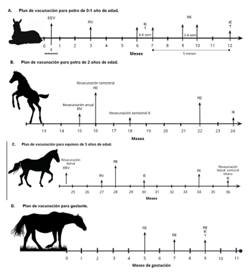 Figura 4. Plan de vacunación recomendado en equinos según rango etáreo y estado productivo. EEV: Encefalitis equina venezolana; IE: Influenza equina; RE: Rinoneumonitis equina; RV: Virus de la rabia; T: Tétanos.