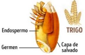 Cuatro ingredientes alternativos de importancia económica para los productores pecuarios dominicanos - Image 4